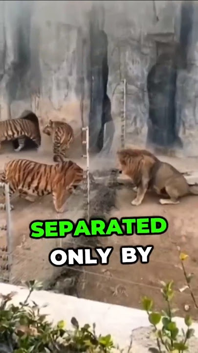 Lion vs Tiger: This Zoo Made a Fatal Mistake #shorts