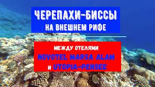 Черепахи биссы на внешнем рифе между отелями Pensee-Utopia и Novotel Marsa Alam. 10.2021