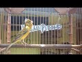 Kenari Gacor Tembakan Lovebird Rapat Kicau Pidong Mp3 - Mp4 Download