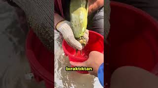 Bu Balık Yavrularını Ağzında Taşıyor