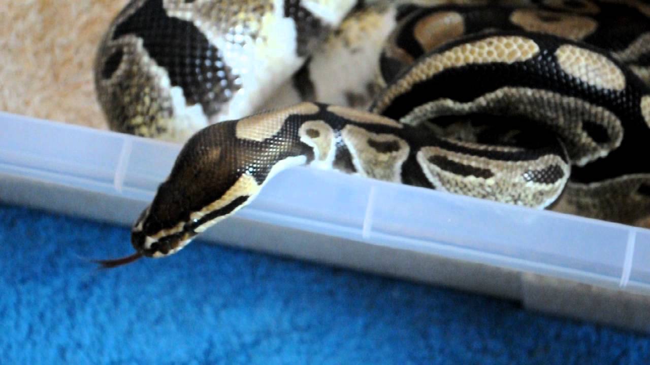 pythons for sale 03 Normal Female - new addition to GPreptiles!