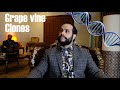 Grape vine clones