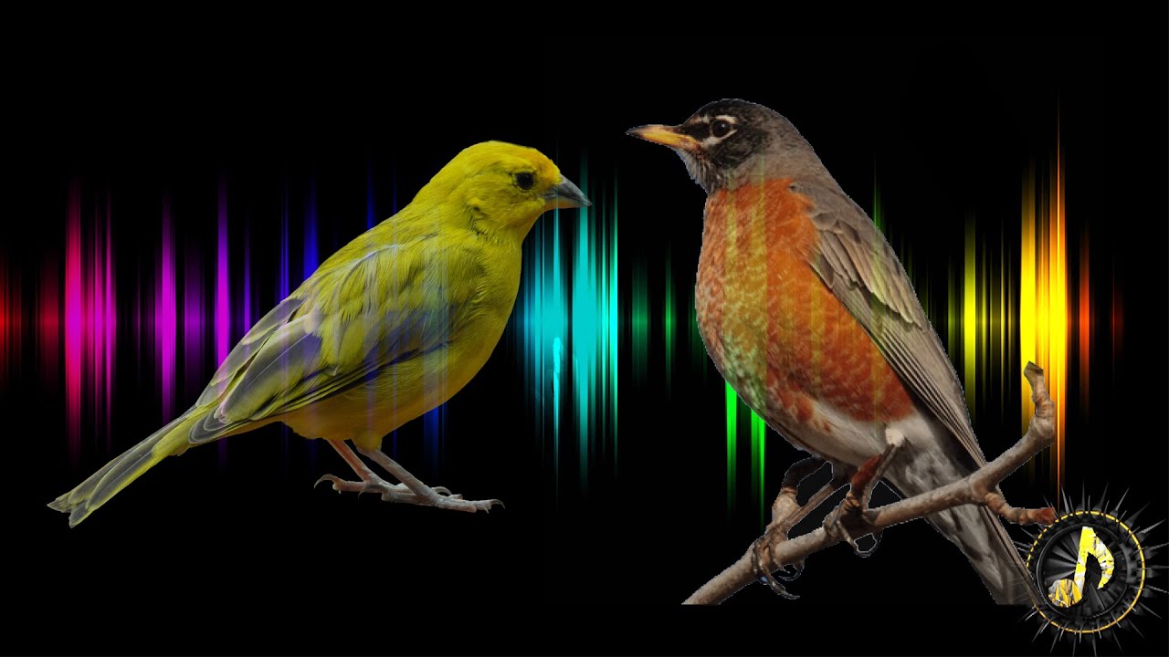 Звучание птиц. Звуки птиц. Spring Bird Sound singing. Звук пения птиц. Spectre of Sounds Birds.