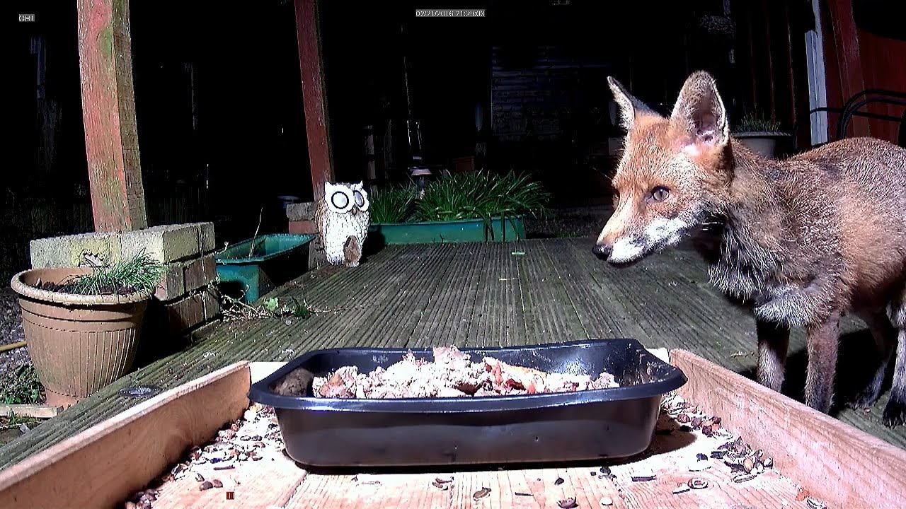 Mum fox getting tucked in. - YouTube
