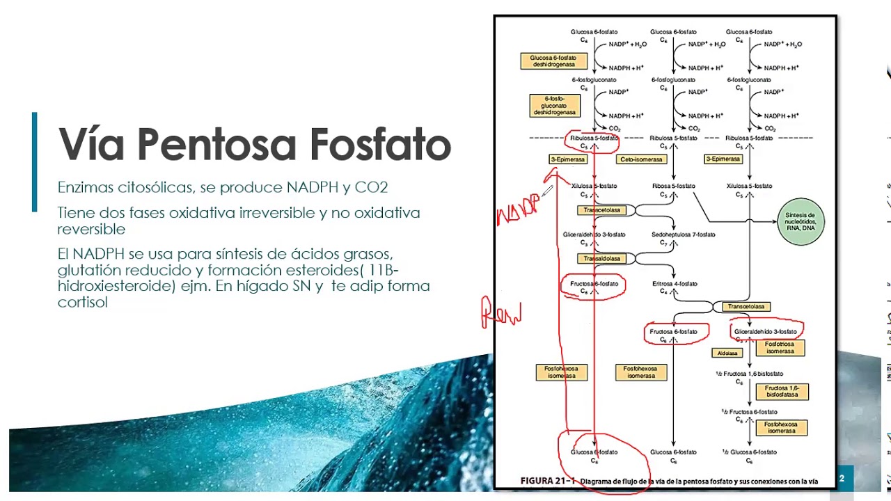Vía de la Pentosa fosfato y otras vías del metabolismo de las hexosas