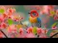 Healing Spring Ambience 🌳 Birdsong &amp; Piano for Stress Relief and Inner Peace