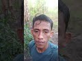 Bibit kacang setelah 15 hari hst #kacangijo