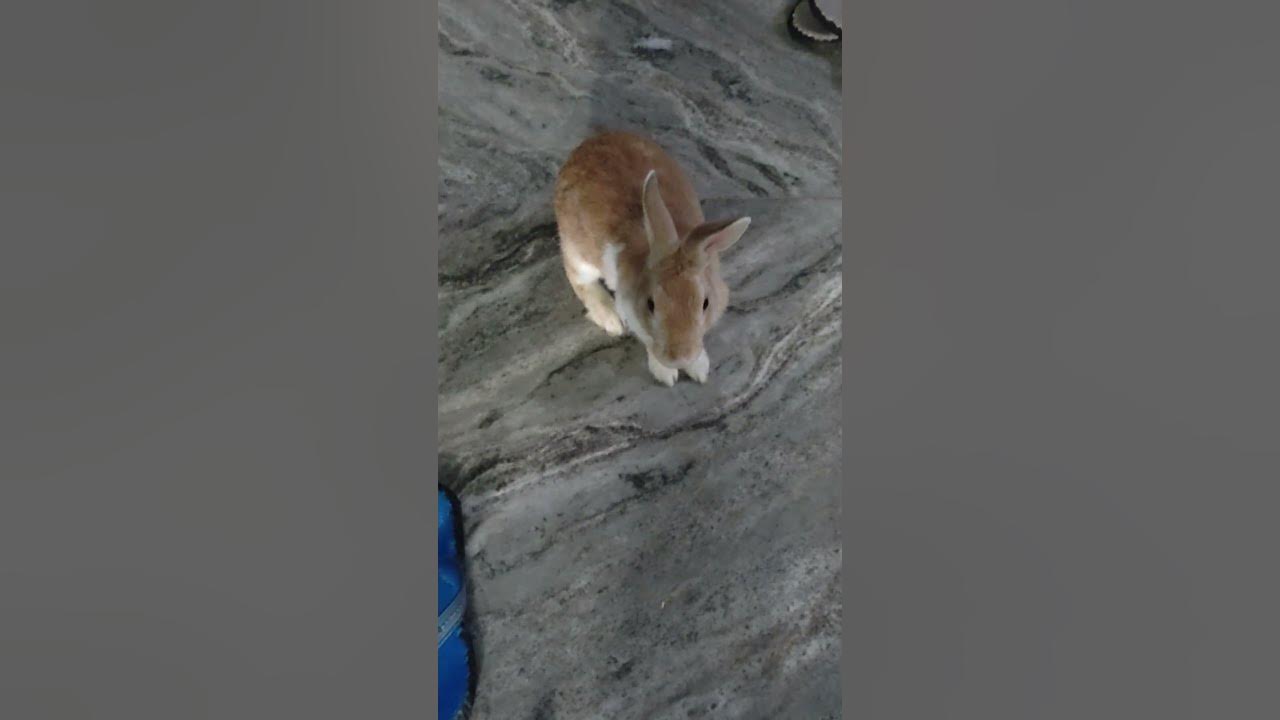 Bunny Running Fast/Bunnies/Bunny/#subscribe #rabbit #bunny #