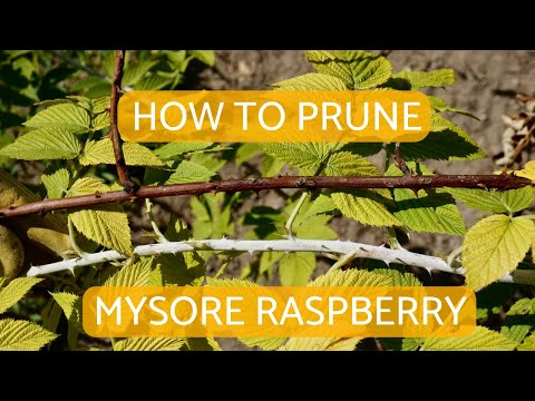 Video: Mysore Raspberry