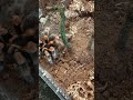 Tarantula life