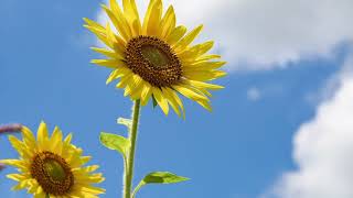 Relaxing Piano Music / Piano Music to pray, sleep and meditate