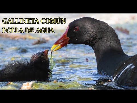 Video: ¿Cómo se llama una polla de agua macho?