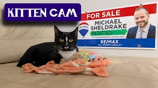 LIVE Kitten Room: Night 15 - Kitten Watch - YouTube