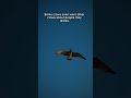Crows Can Remember Your Face 🐦(Amazing facts) #viral #facts #nature #shorts #birds