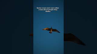 Crows Can Remember Your Face 🐦(Amazing facts) #viral #facts #nature #shorts #birds