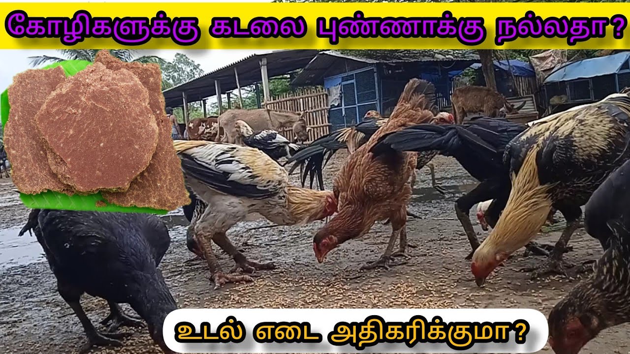 கோழிகளுக்கு கடலைப்புண்ணாக்கு கொடுப்பதன் பயன் என்ன? | Nattu kozhi valarpu in tamil | Kattu seval |
