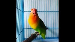 Suara LoveBird Ngetik Ngekek Panjang Terbukti Ampuh Pemancing Love Bird langsung Ikut Ngekek - Durasi: 10:05. Suara LoveBird Ngetik Ngekek Panjang Terbukti Ampuh Pemancing Love Bird langsung Ikut Ngekek - Durasi: 10:05.