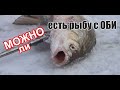 Можно ли есть рыбу с Оби!? Лабораторные исследования.