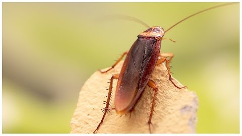 Locomotion of Cockroach
