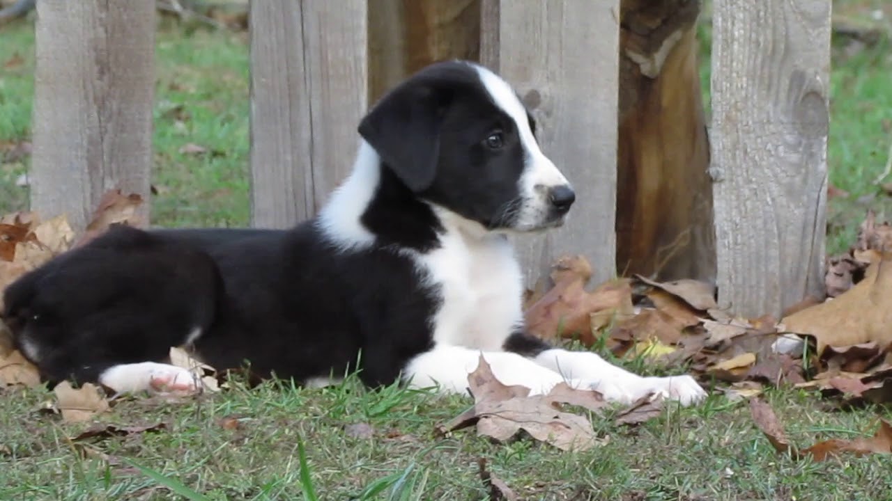 pyredane puppies