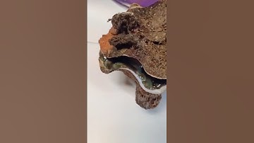 clam shell