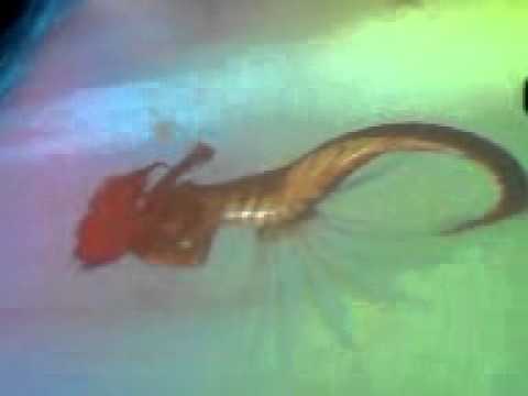 Putri Duyung di Ancol.3gp - YouTube