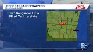 Two kangaroos hit and killed on I-39 near Portage, another still missing