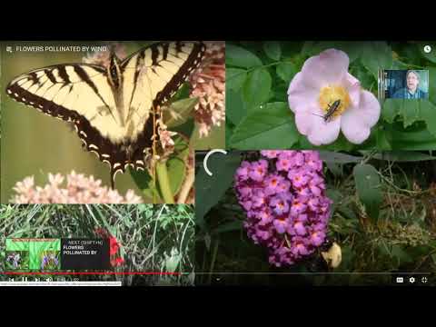Video: Hvad er variation i planter?