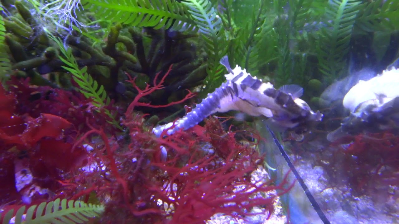 video phone beyonce mp3 Erectus 