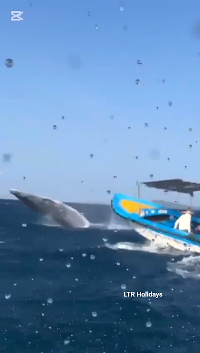 Whales watching Trincomalee Sri Lanka ත්‍රීකුණාමයේ තල්මසුන් @LTRHolidays