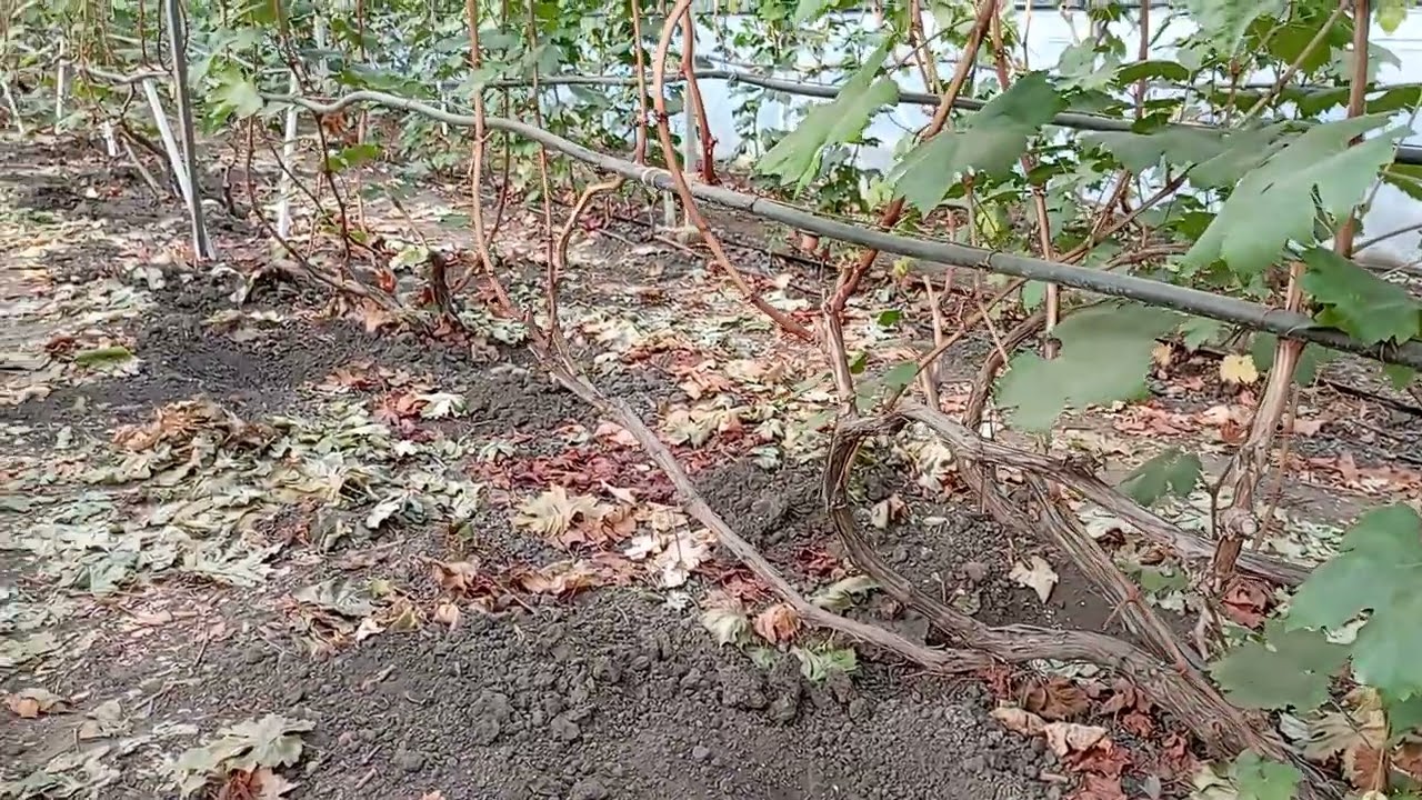 Осенняя подкормка винограда, залог будущего урожая