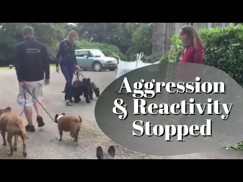 dog-aggression-&-reactivity-stopped-in-minutes,-solid-k9-training