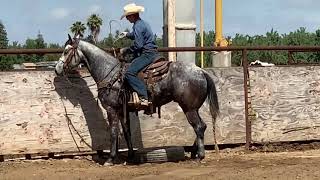 FOR SALE: “Gray Dog”  6yo AQHA gelding