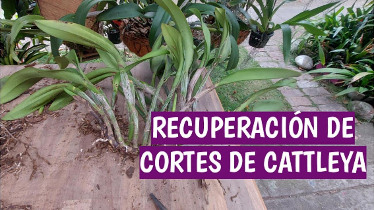 RECUPERACIÓN DE CORTES DE CATTLEYA
