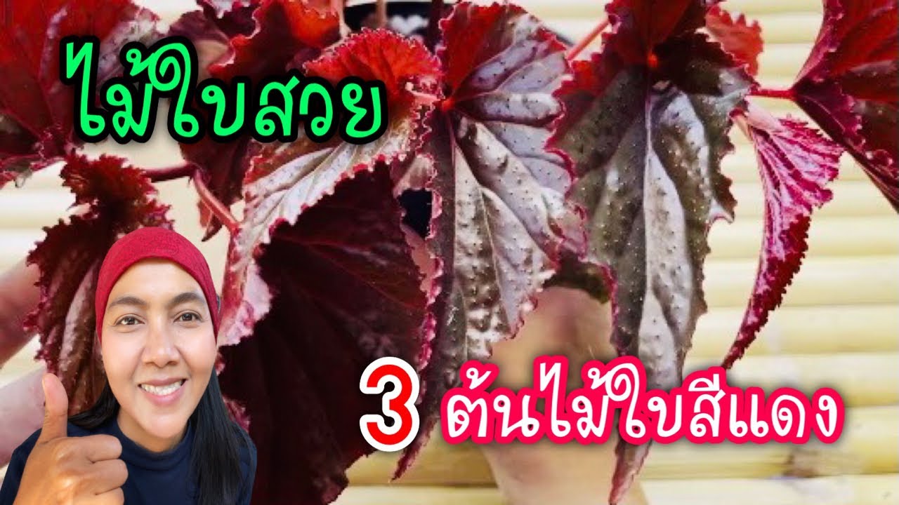 3 ไม้ใบสีแดง สวย เลี้ยงง่าย ตกแต่งสีสันให้สวนสวย - Youtube