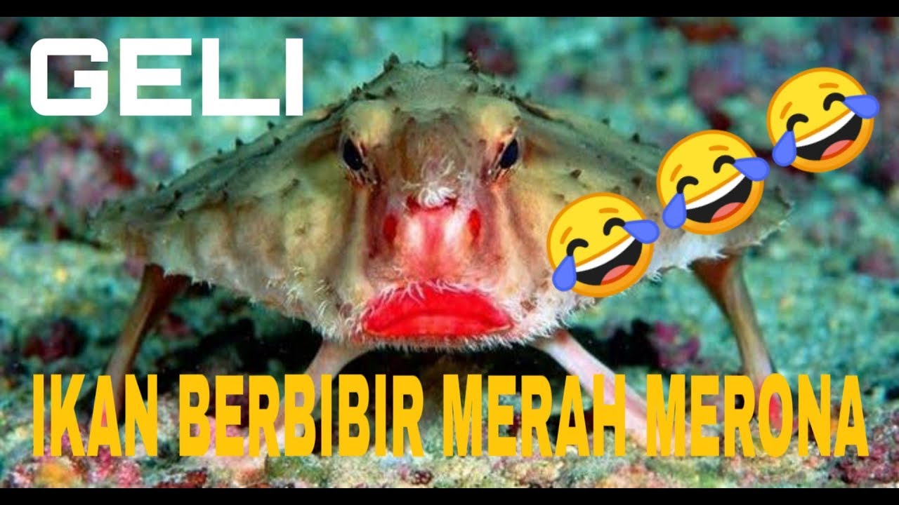 6 Jenis Hewan Terjelek Di Dunia Youtube