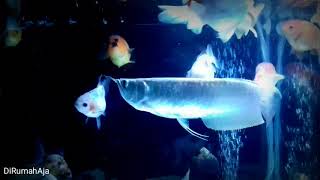Goldfish & Arowarna Best Friend | Ikan Mas Koki Dan Arwana yang Bersahabat 😍