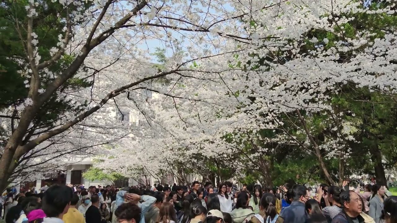 Nanjing Forestry University cherry blossoms 2