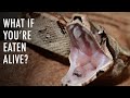 Understanding the Threat of Being Eaten Alive