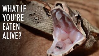 What Happens If You Get Eaten Alive? | Unveiled