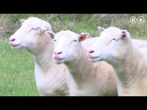 Los clones de ‘Dolly’ son tan sanos como cualquier otra oveja