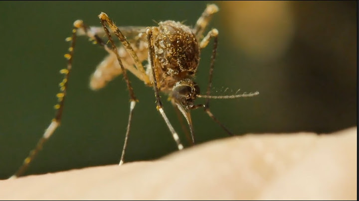 What's Happening with Mosquitoes | Mini Documentary