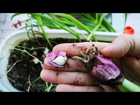 Video: Sümbül Çiçekleri Düşüyor - Sümbülle İlgili Tomurcuk Sorunları Nasıl Onarılır