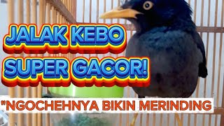 Download Lagu Ngoceh Nonstop! Jalak Kebo Ini Gacor Sejati!\ MP3