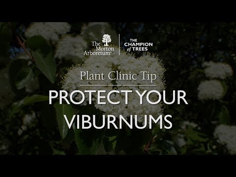 Видео: Viburnum өрлөгийн эмчилгээ - Viburnum дээр өрлөгийн гэмтлийг хэрхэн засах вэ