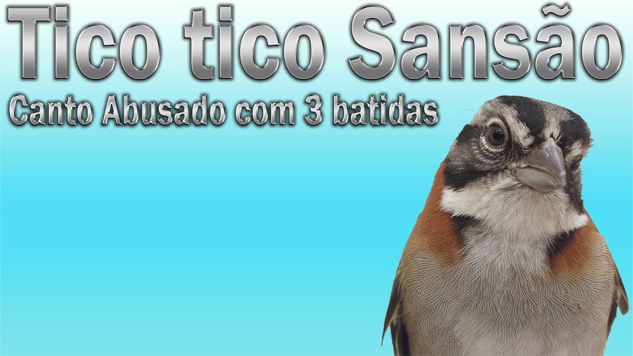 Canto Do Tico Tico Jesus Meu Deus Tico Tico Sansao Canto Abusado Com 3 Batidas Gravado Ao Vivo Em Hq Para Ensinamento De Filhotes Youtube