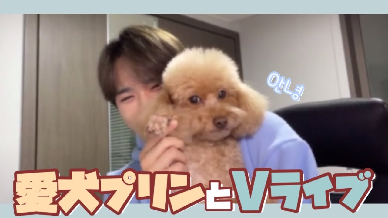 プリンとジュンソと時々お父さん ｜WEi 日本語字幕 ウィアイ