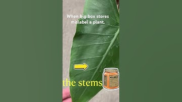 When big box stores mislabel. Full plant shopping video linked #homedepot #plantshopping #rareplants