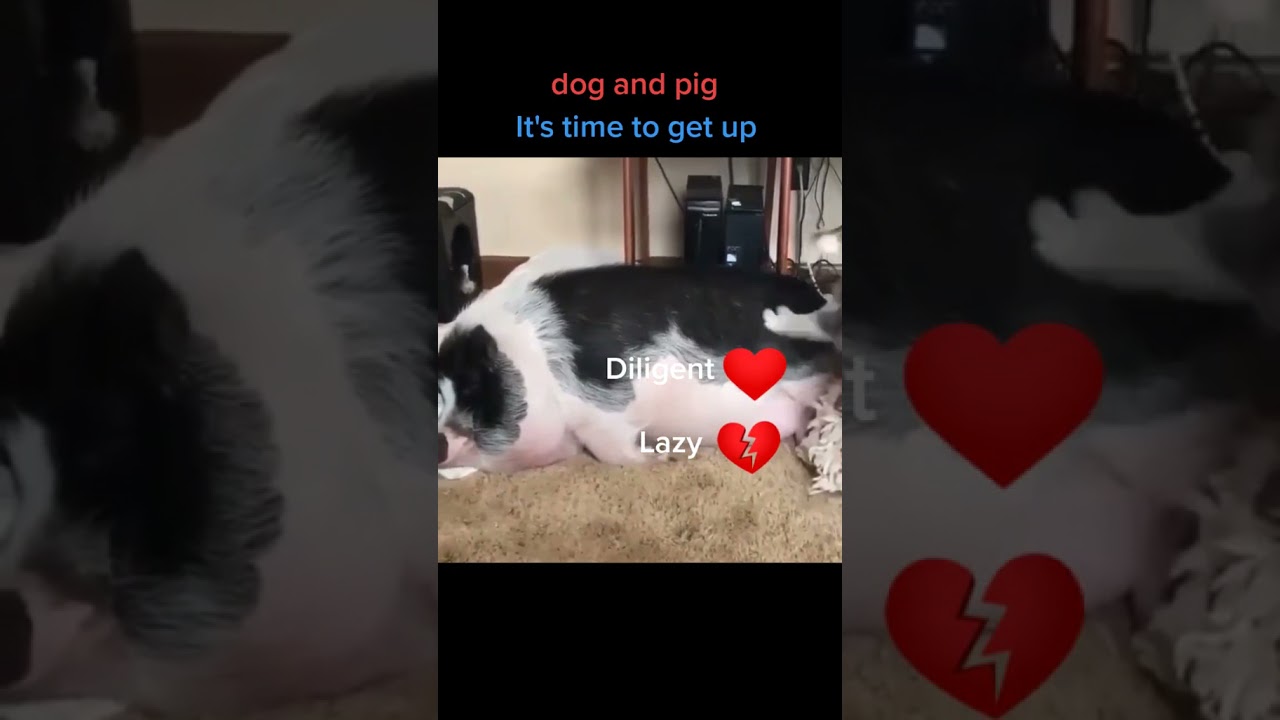 # Dog calling pig to get up #dog#pig#pet lover