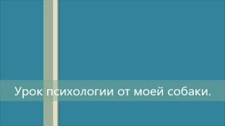 Урок психологии от моей собаки. Урок психологии от моей собаки.